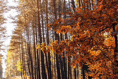 开云体育平台APP-英国网球队绝地反击法国网球队，兹维列夫惊艳世界