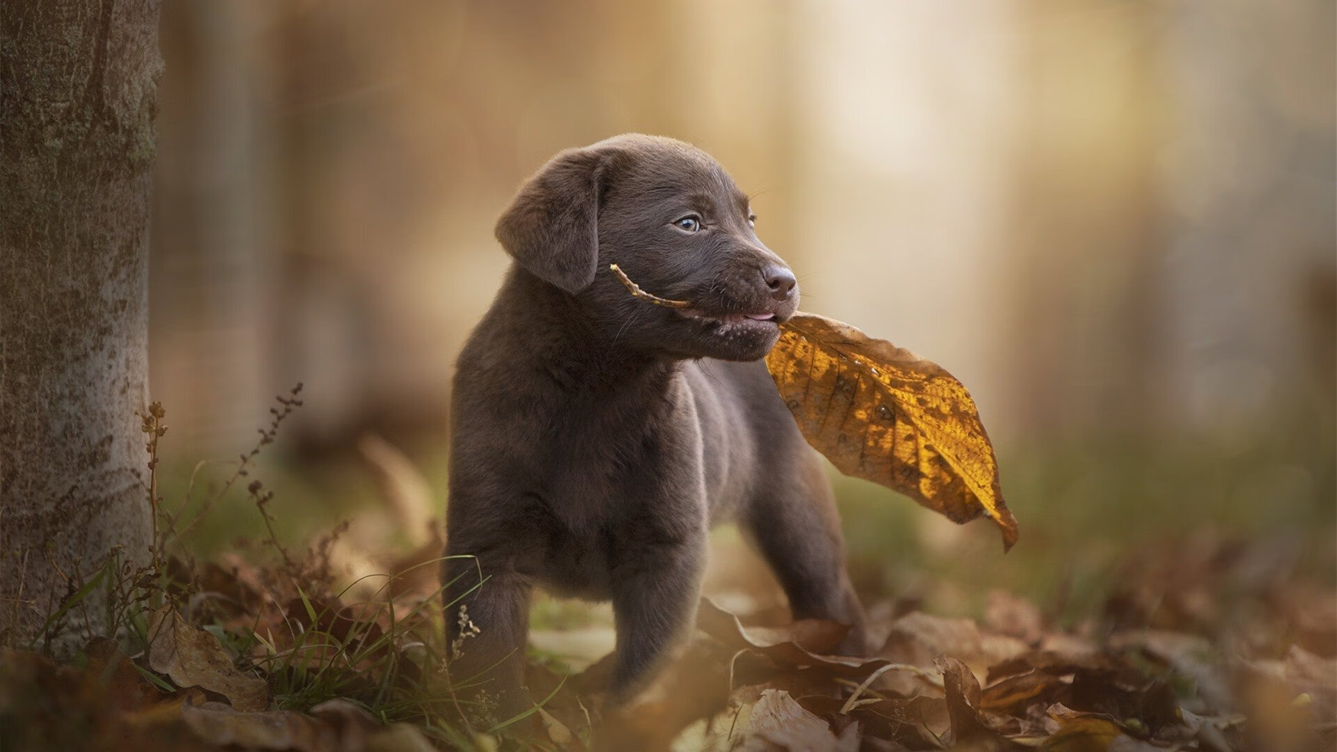 足球诗人伊萨克,巴萨对阵新西兰一役,他如何用脚尖写就散文诗?
